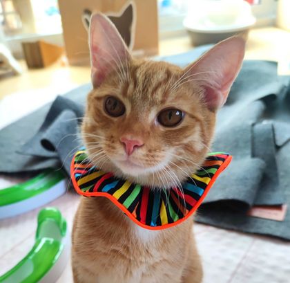 Reflective Cat Scrunchie - Carnival Stripes